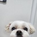 퍼피멍멍 이미지