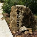 금반농원 네이버블로그