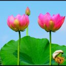김*부 - 미추홀구 장천로112번길 24 | 김*부