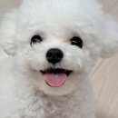베비댕 이미지