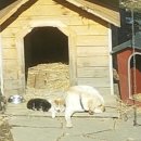 신야춘추 이미지