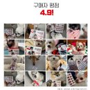 애보트래피드진단(주) | [리얼후기] 강아지 관절영양제 안티놀 래피드 240캡슐 – 슬개골 탈구 예방 효과 솔직 후기!