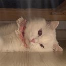 강아지 고양이 촉촉 발보습제 후기[쉬즈곤 포우에센스]