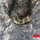 한생명 느티나무 이미지