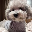 뽀dog 이미지