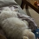 와슈즈앤와이(WASHOES&Y) | [기록] 바쁘다 바빠 백수사회