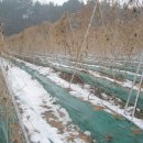 하나로농장-2 이미지