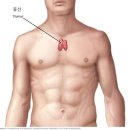 노화와 흉선, 그리고 싸이모신 알파-1 주사 이미지