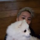 피카 이미지