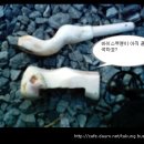 이쁜오리