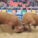 청도군-5 이미지