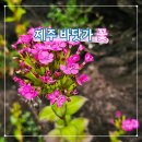 새서귀포 재활용 도움센터 | 제주 바닷가 식물 서귀포 남원포구 근처 갯패랭이꽃, 순비기나무 등