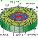 한국춘란 동절기 동해 예방관리 02(월계난96) 이미지