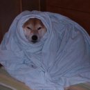 GOTO 서현 이미지