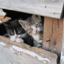 생선가게 이미지