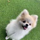 로아동물병원 네이버블로그