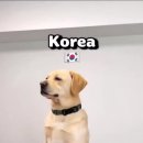 댕댕이