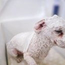 멈머링(mummuring) 네이버블로그
