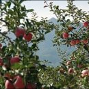 과수원 이미지