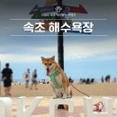 의흥119안전센터 화장실 | 속초해수욕장 주차부터 반려견 동반까지 직접 다녀온 후기