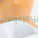 오렌지애견 이미지