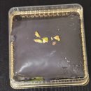 cu정교점 | CU 핫템 달콤+고소한 두바이 스타일 카다이프 미니 수건 케익 후기🍃