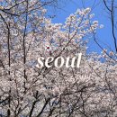 양재천 벚꽃 실시간 개화상황 서울 벚꽃 만개 시기