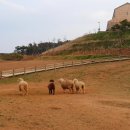 고창상하목장