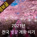 2021년 전국 벚꽃 개화시기 이미지