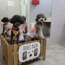 뽀또랑마켓 | 하남애견운동장 펖파크 , 발렛도 되고 짱 조하 (๑•᎑<๑)