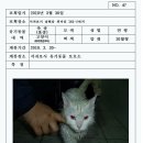 고양이행복쉼터