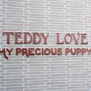 인천고양이분양 테디럽 이미지