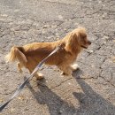 옥길아라동물의료센터 | 부천24시동물병원 24시옥길아라동물의료센터 강아지 건강검진 받으러 다녀왔어요.