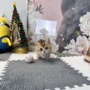 통도동물병원 | 송내동고양이분양 다리짧은 먼치킨