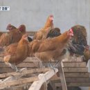 닭 이미지