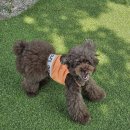 플레이 바우 이미지