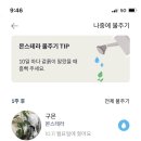 그린그린