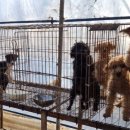 ‘강아지공장’ 부른 아기동물 소비…6개월 미만 판매금지법 뜬다 이미지