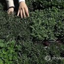 패밀리 마트야채 연합뉴스