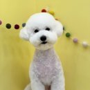 조아펫살롱 이미지