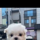베이비몽 강아지분양 인천청라점 | 김포강아지분양 베이비몽 아시죠?