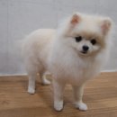 블링펫샾 이미지