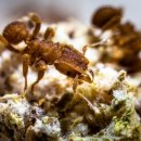 개미농장 이미지