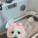 그루밍온 | 천안애견미용 코코그루밍에서 감정 케어 미용받은 후기💖