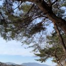 모심산양유