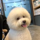 밴스(vans)동물병원 | [동탄] 밴스 동물병원에서 유선종양 진료 받고 왔어요