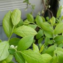 산수화농장 이미지