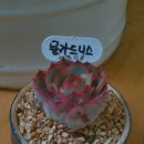 문디