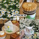 [강화도] 데이지 꽃밭 대형 카페 마호가니 내돈내산 후기