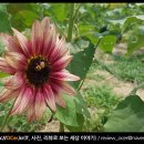 해바라기까페